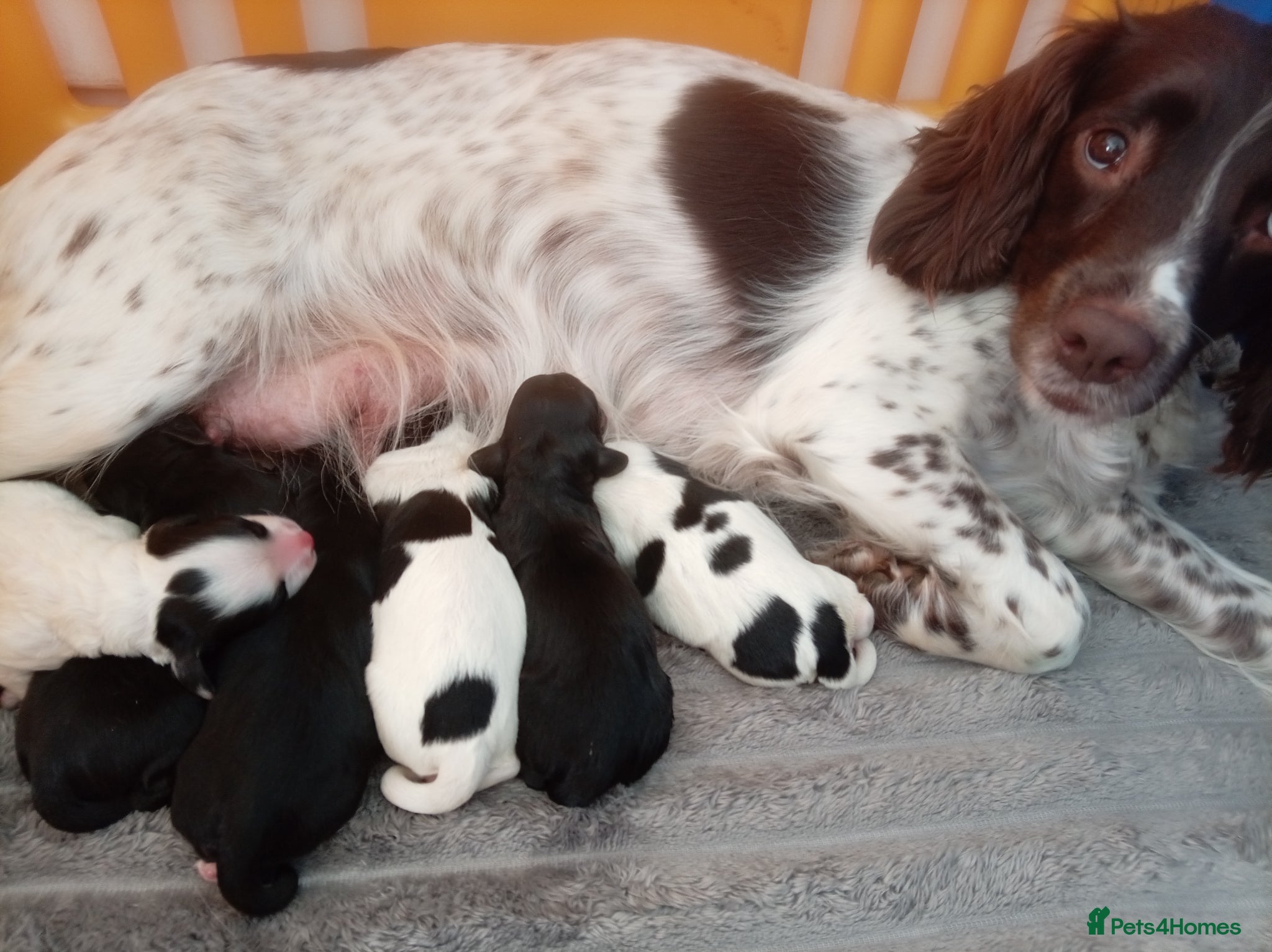 English Springer Spaniel dogs for sale: Springiel spaniel  - Advert 1