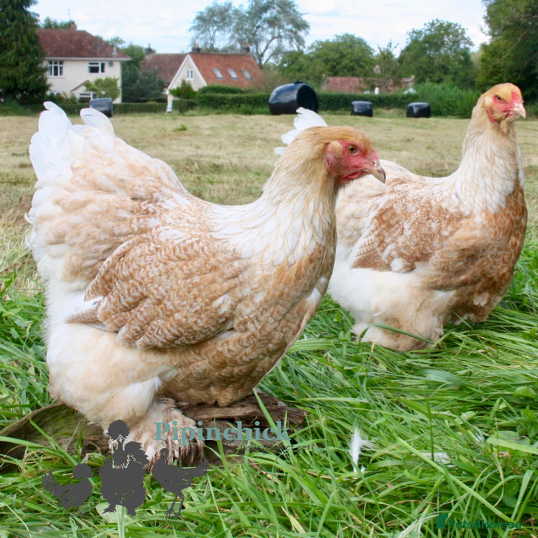 Chickens poultry for sale: Chickens For Sale, Various Breeds - Advert 12