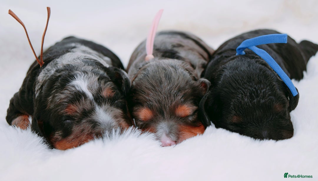 Cavapoo dogs for sale: Extensively health tested very rare F1 Cavapoos - Image 8
