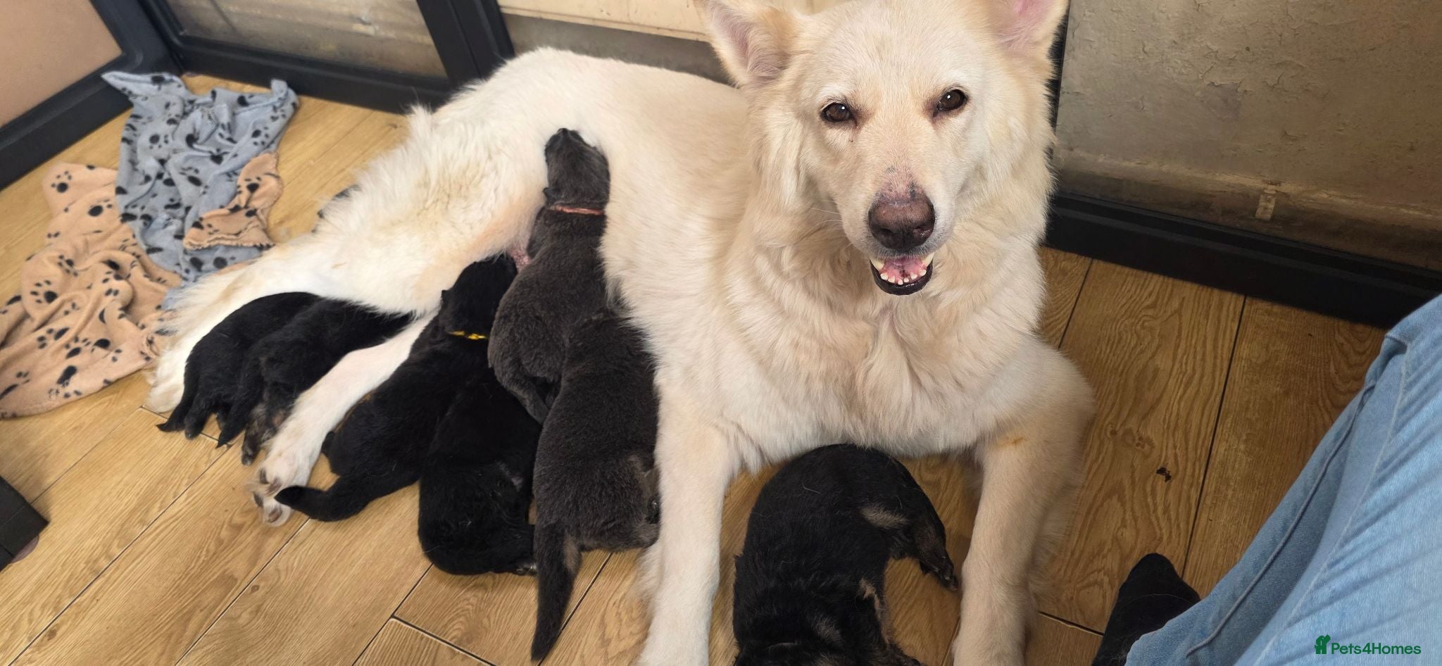 German Shepherd dogs Beautiful Rare German shepard puppy - Advert 3