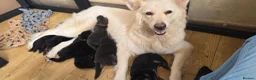 German Shepherd dogs for sale: Beautiful Rare German shepard puppy - Advert 1