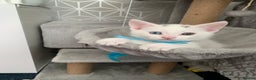 Turkish Angora cats for sale: Heterochromia Mixed Angora Male Kitten for sale - Advert 10