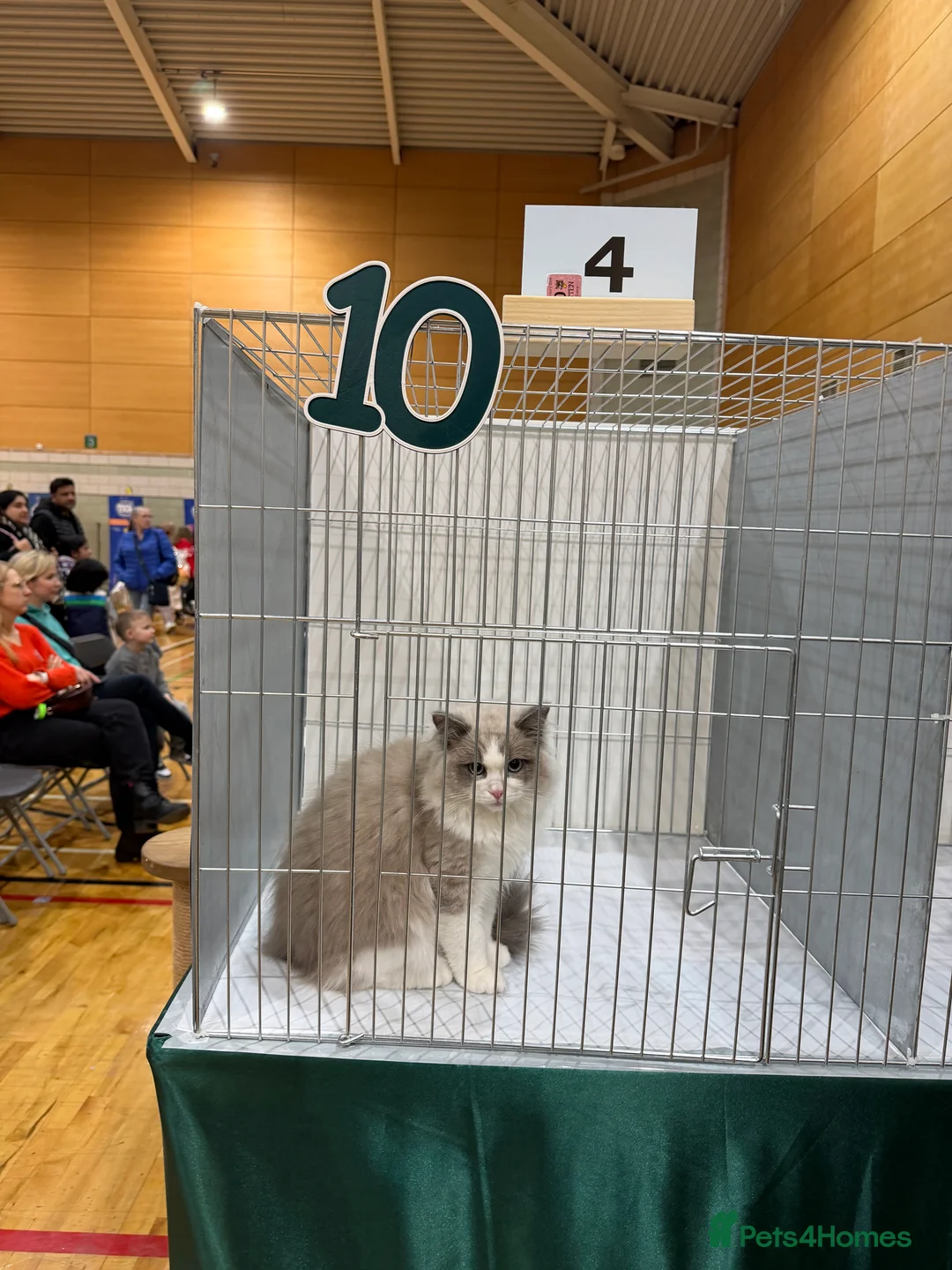 Ragdoll cats for sale: TICA registered cherubim kitten - Advert 11