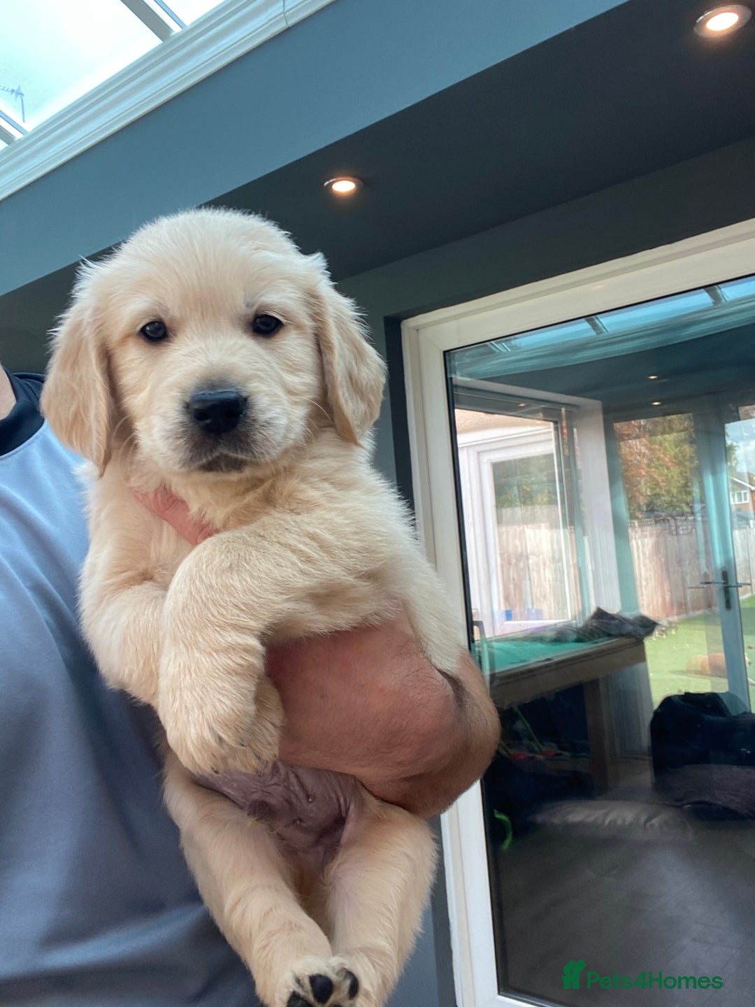 Golden Retriever dogs for sale: 5⭐️ Golden Retriever Puppies - Ready Soon ❤️🐶 - Image 10