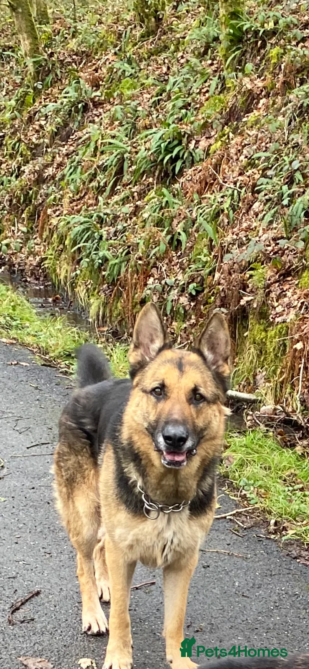 German Shepherd dogs for sale: German Shepherd male - Advert 2