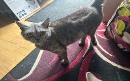 British Shorthair cats for sale: 3 Beautiful kittens  - Image 13