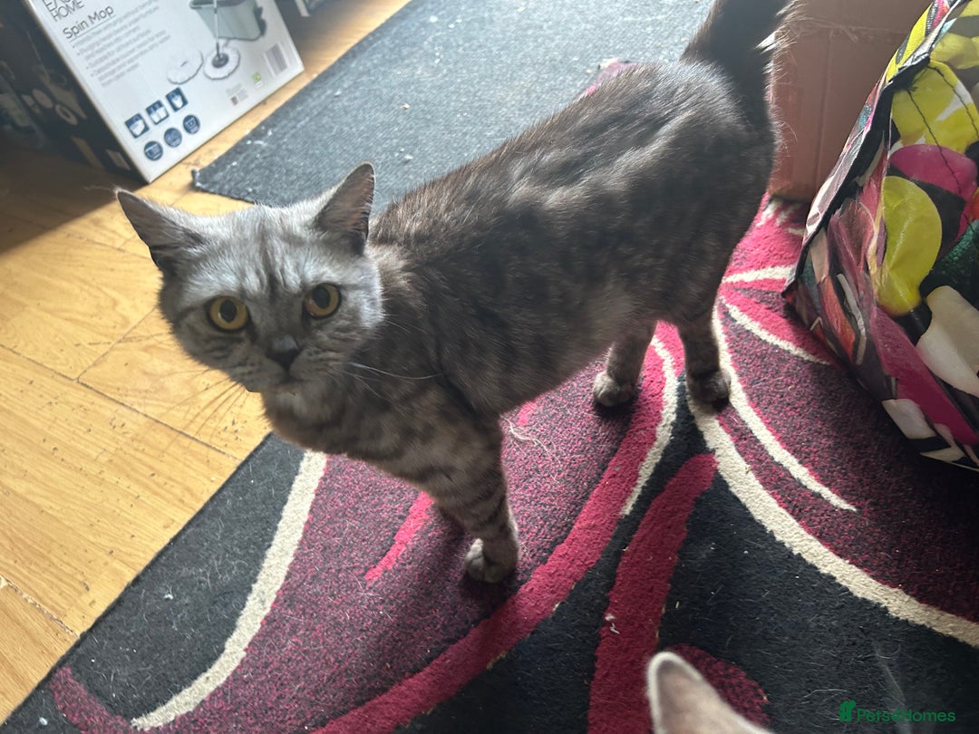 British Shorthair cats for sale: 3 Beautiful kittens  - Image 13