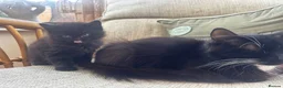 Mixed Breed cats for sale: Fluffy black boy left! in Bridgend - Advert 2