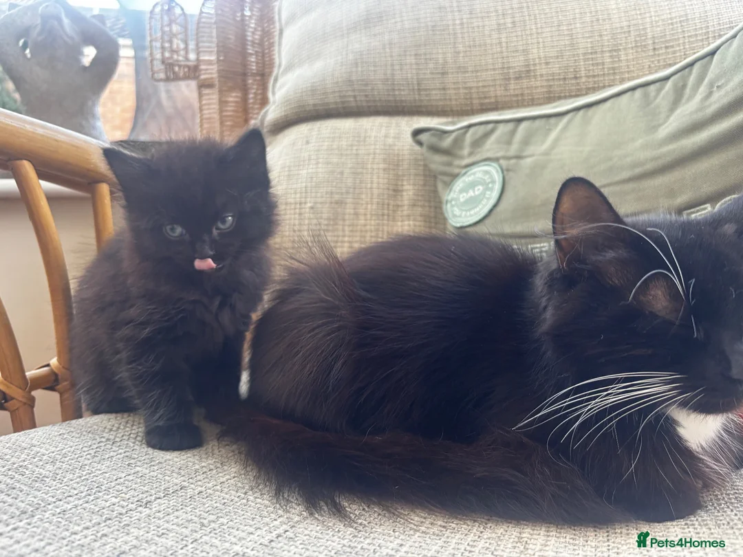 Mixed Breed cats for sale: Fluffy black boy left! in Bridgend - Advert 2