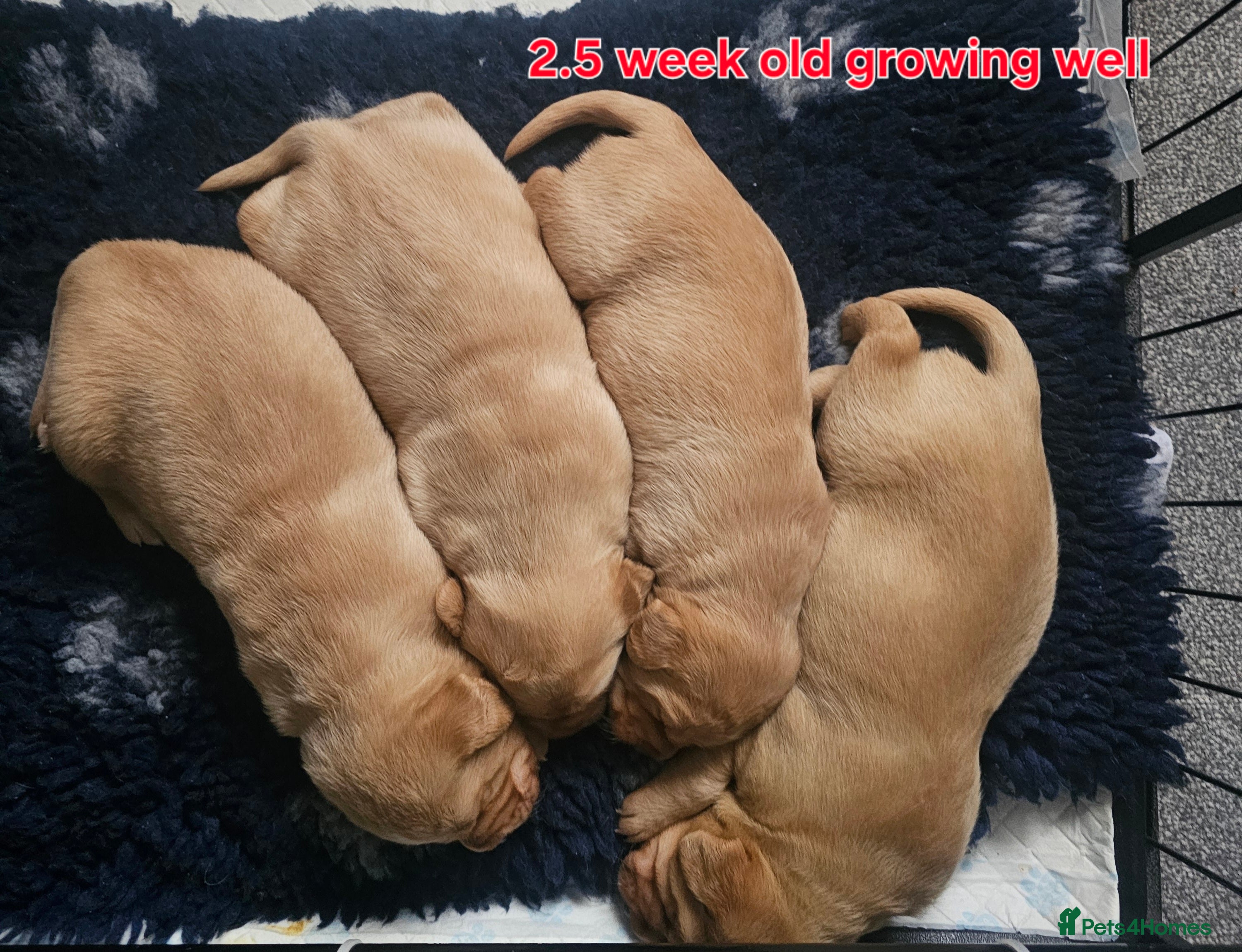 Labrador Retriever dogs Labrador pups  - Advert 15