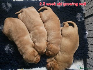 Labrador Retriever dogs Kc registered labrador pups - Advert 19