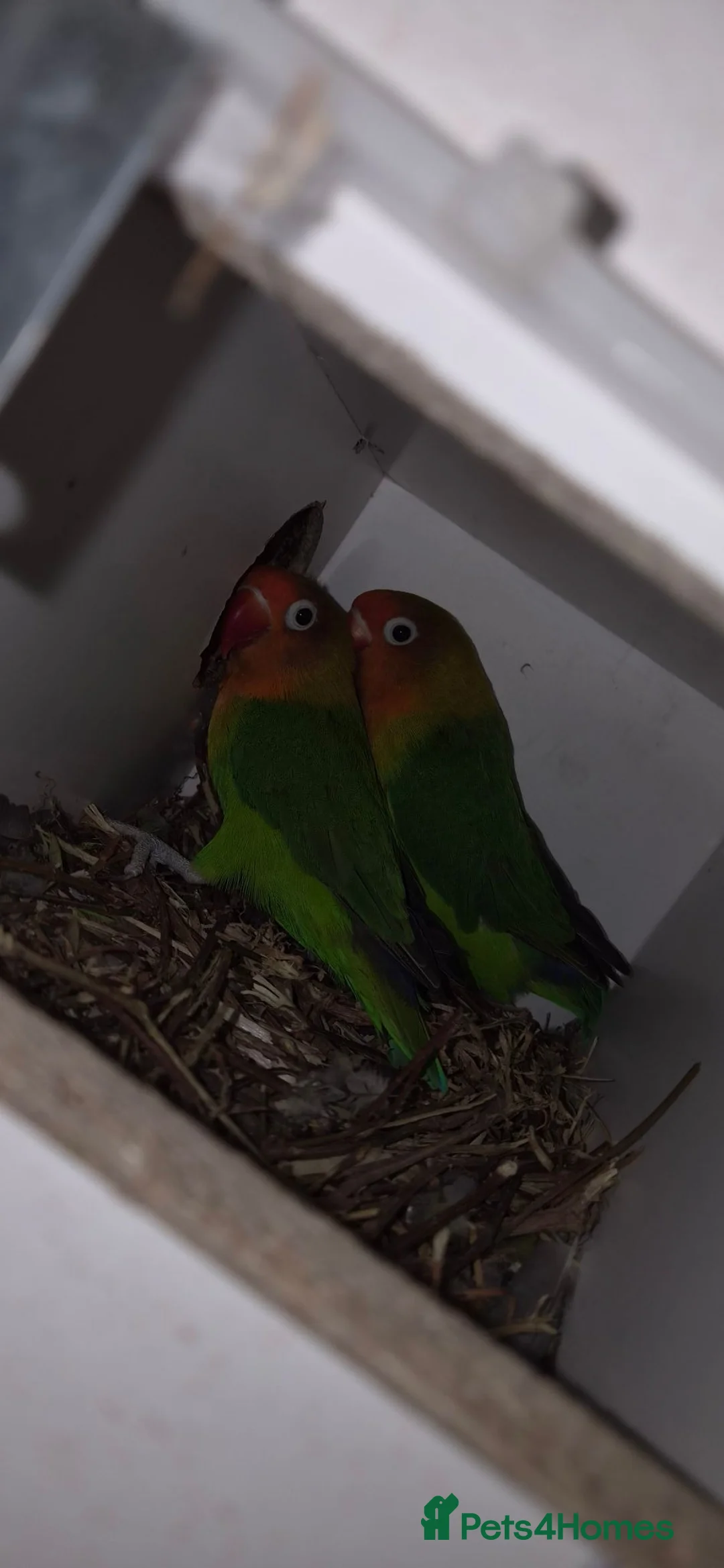 Budgerigars birds for sale: 3 Budgies & Lovebird Pair for Sale – 1 Year Old  - Advert 2