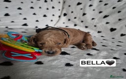 Cavapoo dogs for sale: 🧡 HEALTH TESTED F1B CAVAPOO  PUPPIES🧡 - Image 9