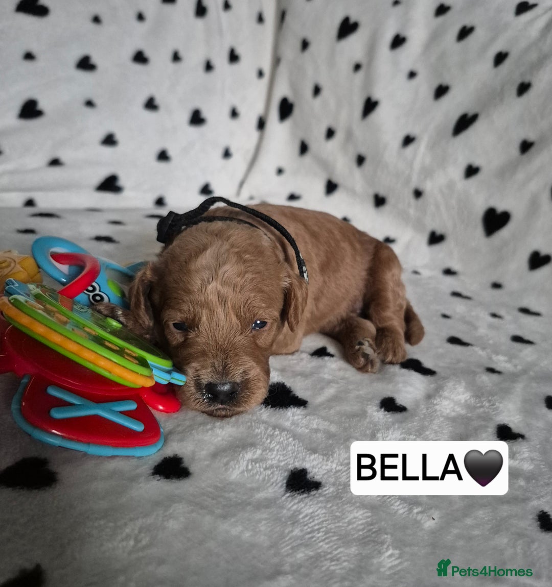 Cavapoo dogs for sale: 🧡 HEALTH TESTED F1B CAVAPOO  PUPPIES🧡 - Image 9
