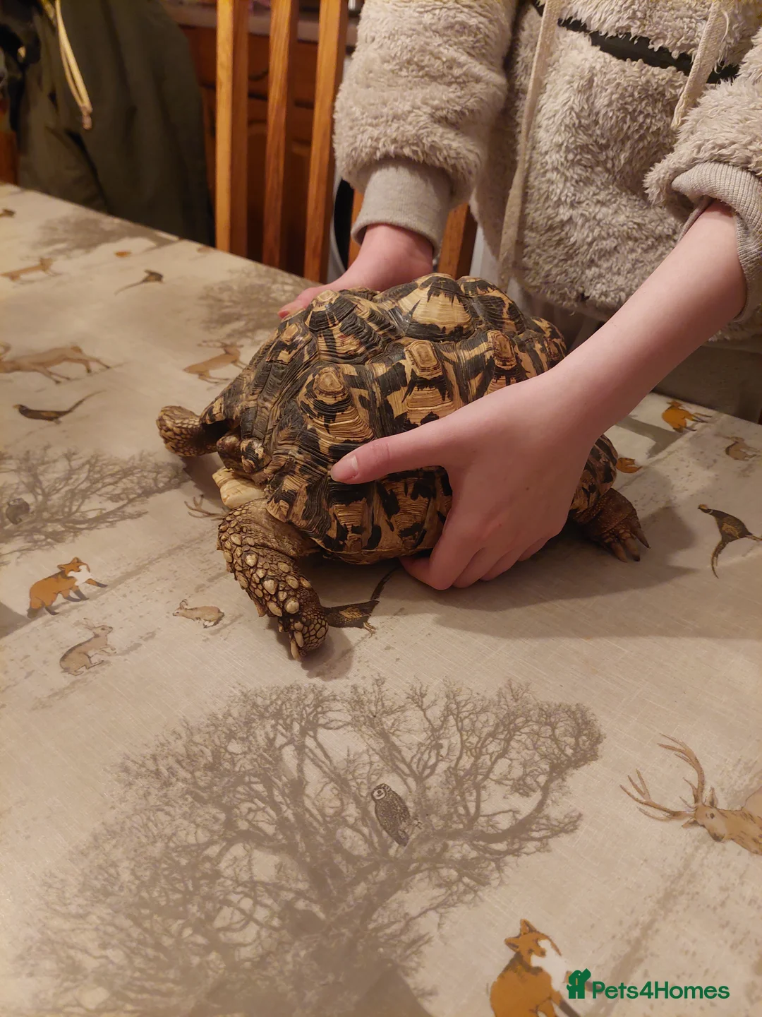 Tortoise reptiles for sale: Large Leopard Female - Advert 1