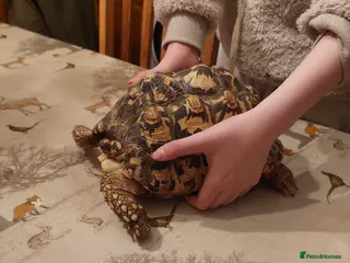 Tortoise reptiles Large Leopard Female - Advert 1