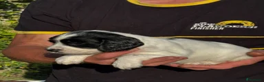 English Springer Spaniel 4