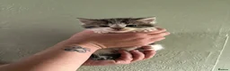 Mixed Breed cats for sale: 3 beautiful kittens  - Advert 5