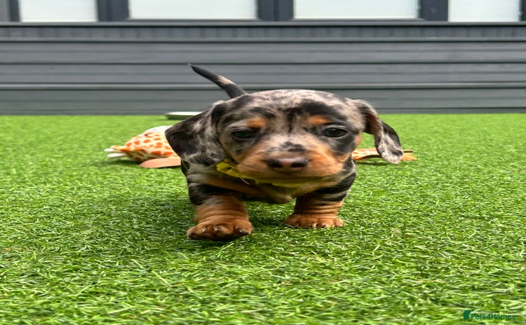 Miniature Dachshund dogs - Advert 9