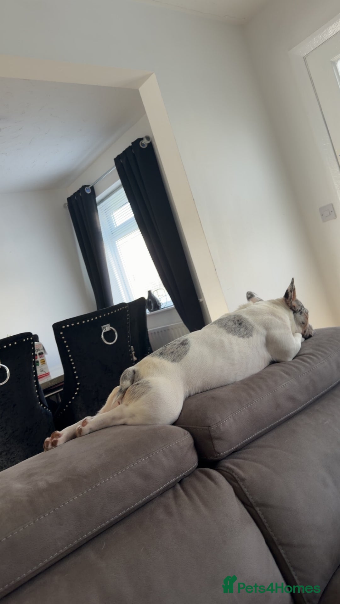 French Bulldog dogs for sale: Frenchie for sale - Image 6