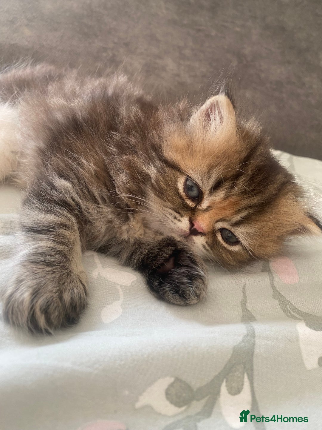 Persian cats for sale: Persian kitten still looking for her forever home  in Gateshead - Image 7