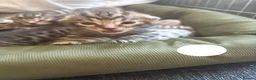 Bengal cats for sale: Beautiful Bengal Cross Kittens - Advert 25