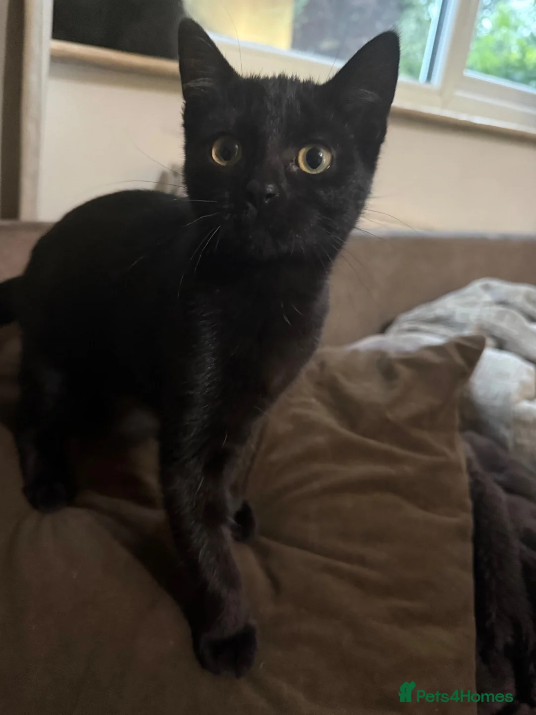 Mixed Breed cats for sale: six beautiful black kittens - Advert 2