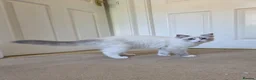 Ragdoll cats for sale:  TICA Ragdoll female - Advert 13