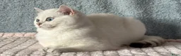 British Shorthair cats for sale: TICA Beautiful British Shorthair Kittens - Advert 19