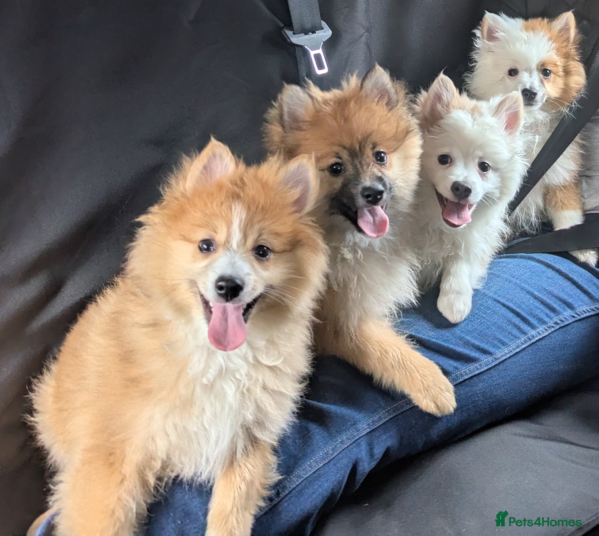 Pomeranian dogs Beautiful Pomeranian Puppies Ready Now - Advert 16