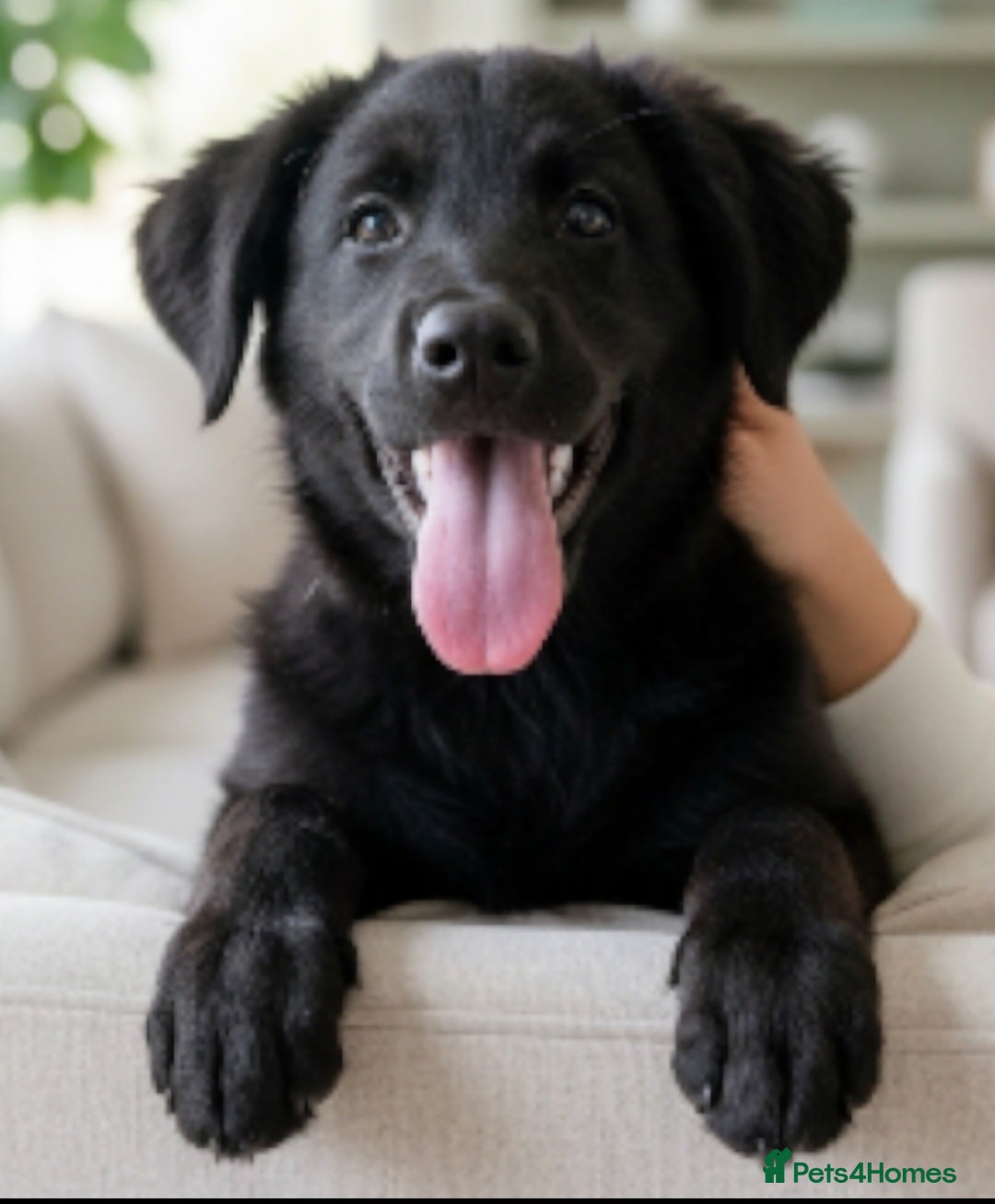 Mixed Breed dogs for sale: Lab x Husky  - Advert 1