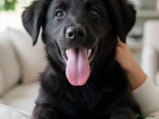 Mixed Breed dogs Lab x Husky - Advert 1