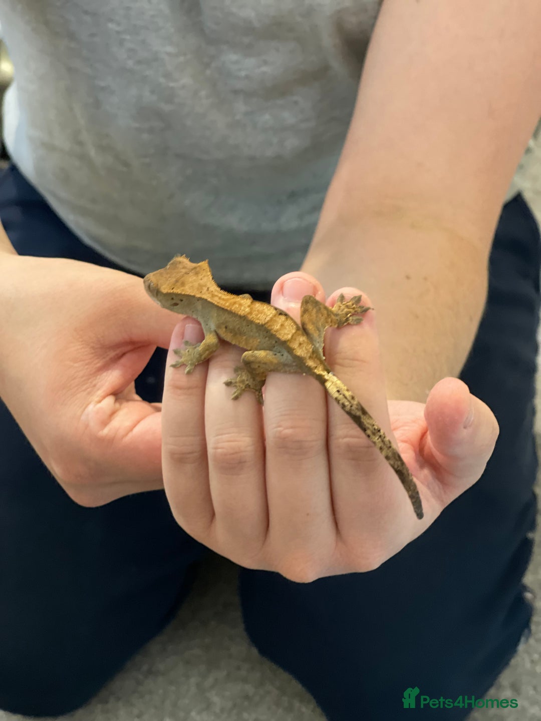 Gecko reptiles for sale: Crested Gecko - Advert 10