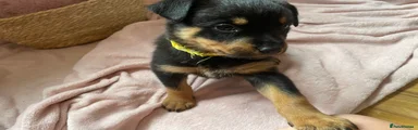 Rottweiler Puppy 5