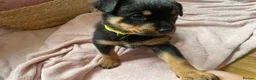 Rottweiler dogs for sale: Beautiful full bread Rottweiler pups  - Advert 6