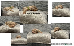 Mixed Breed dogs for sale: Beautiful pups  - Advert 18