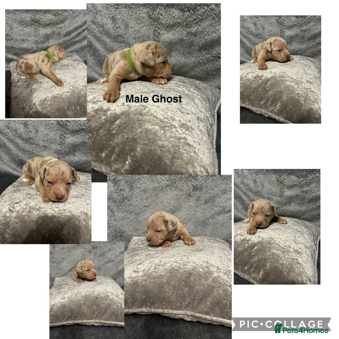 Mixed Breed dogs for sale: Beautiful pups  - Advert 18