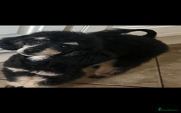 Jackapoo dogs for sale: Stunning Jackapoo pups  - Image 9