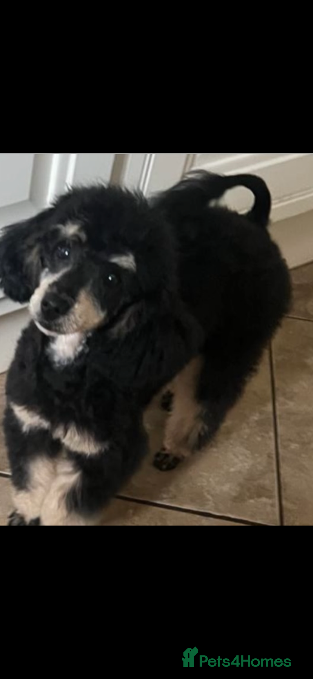Jackapoo dogs for sale: Stunning Jackapoo pups  - Image 9