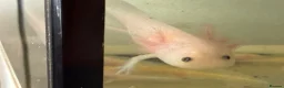 Axolotl reptiles for sale: Axolotl - Advert 7