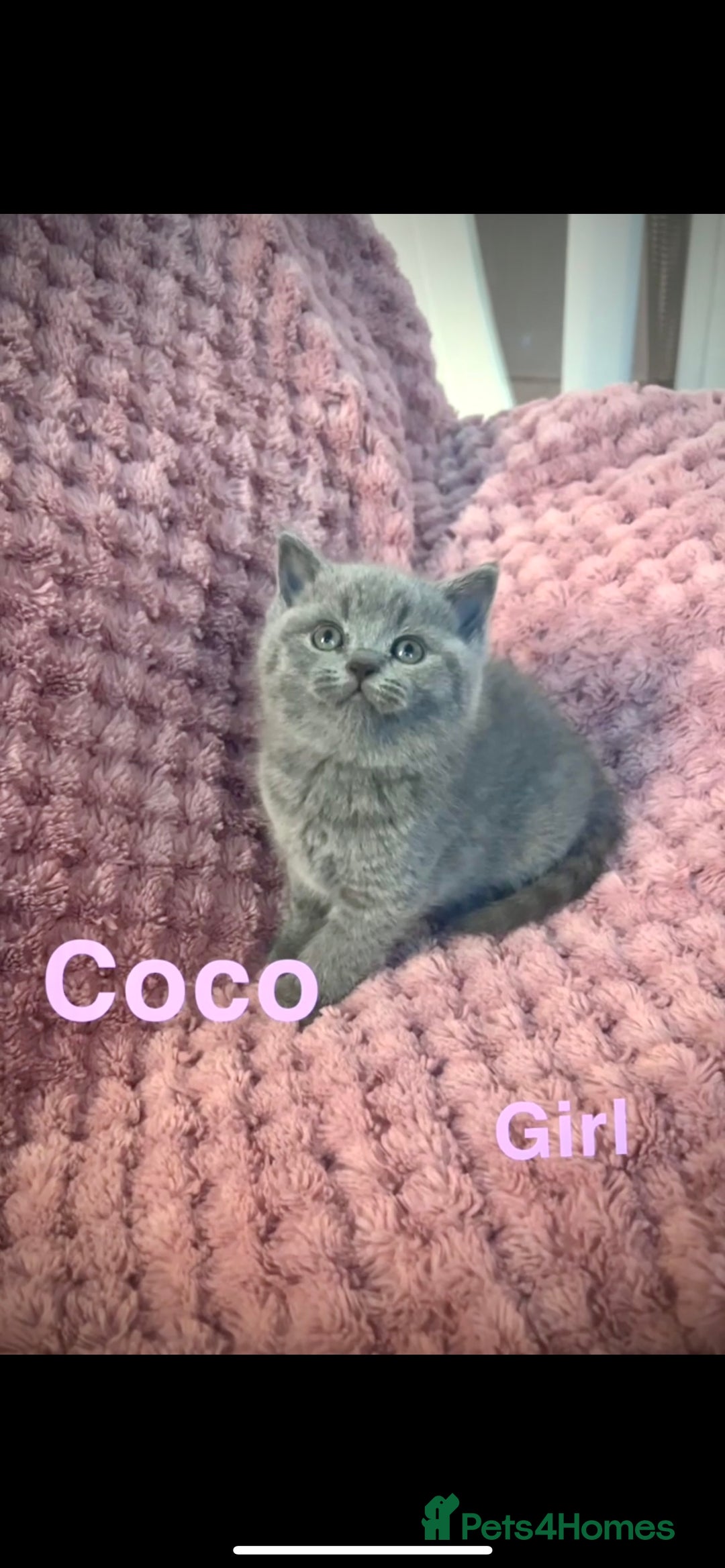 British Shorthair cats for sale: British shorthair kittens - Advert 3