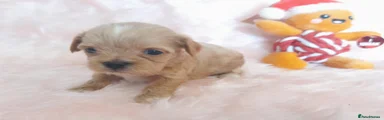 Maltipoo 2
