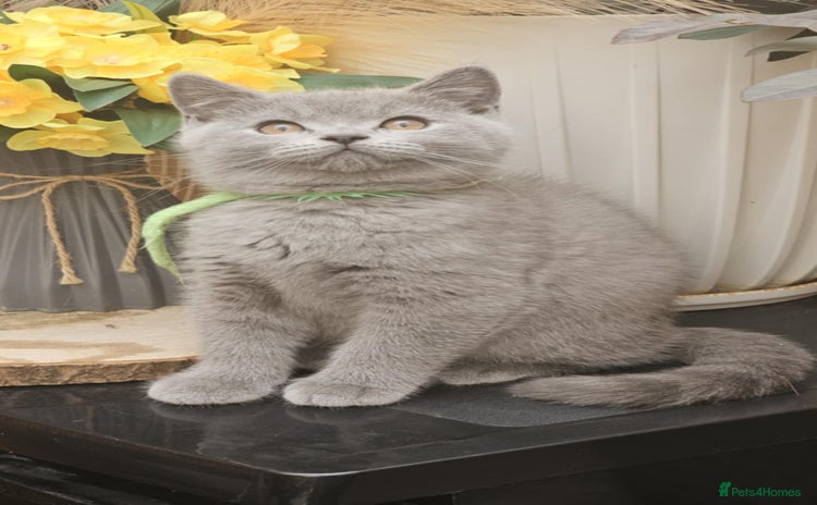 British Shorthair cats - Advert 2