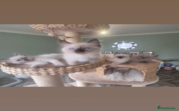Ragdoll cats - Advert 13