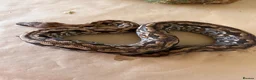 Boa Snake reptiles for sale: Madagascar ground boas babies - Advert 12