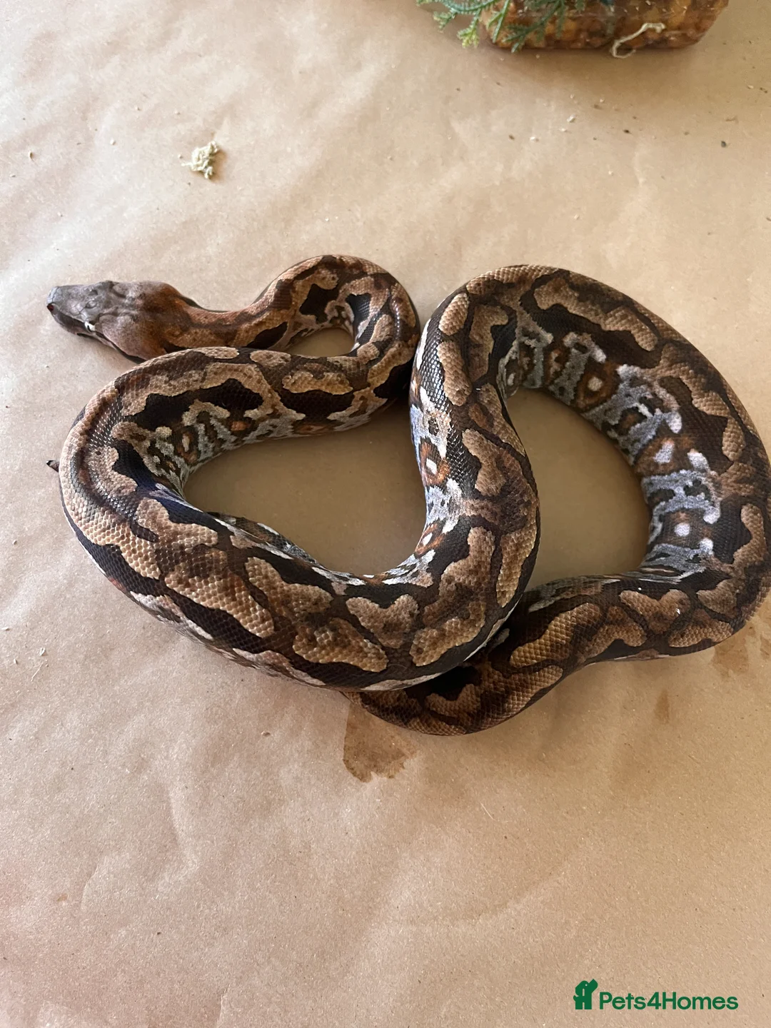 Boa Snake reptiles for sale: Madagascar ground boas babies - Advert 12