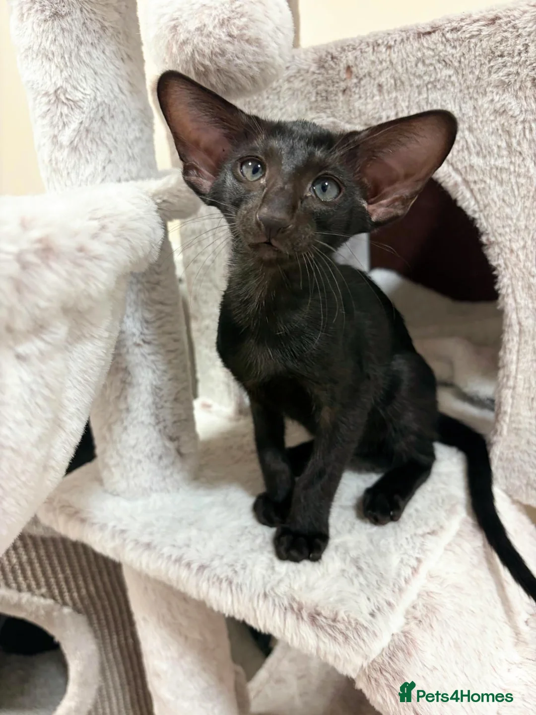 Oriental cats for sale: GCCF Registered Black Oriental Girl - Advert 12