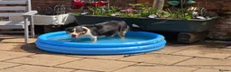 Border Collie dogs for sale: Border collie pups  in Leicester - Advert 1