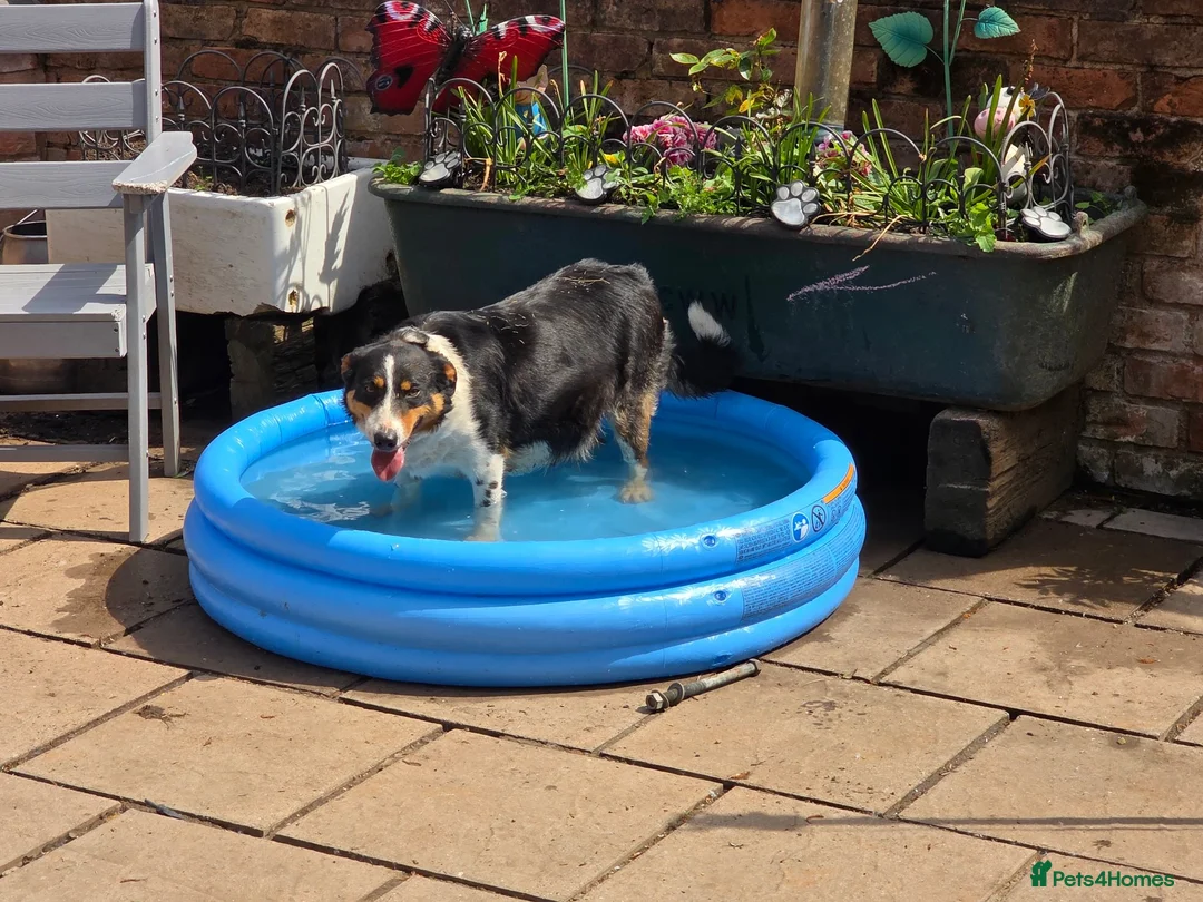 Border Collie dogs for sale: Border collie pups  in Leicester - Advert 1
