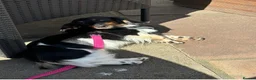 Miniature Dachshund dogs for sale: Tiny long haired dachshund available !  - Advert 9
